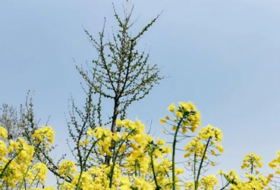 ​谷雨时节祝福问候语 2023年谷雨简短祝福语(精选55句)